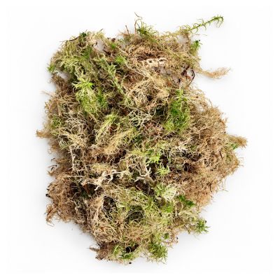 Sphagnum moss