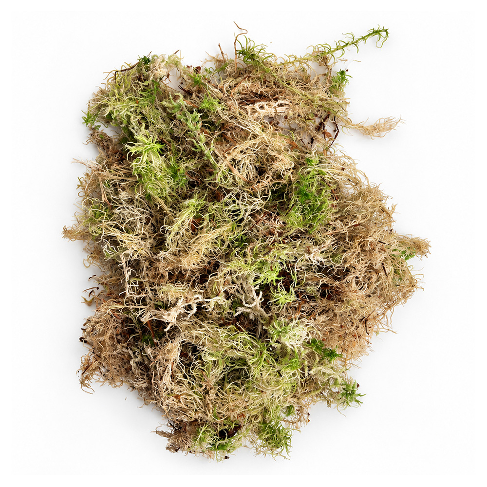 Sphagnum moss