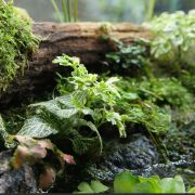 terrarium substrate 2