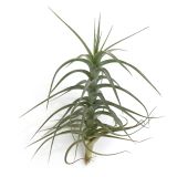 Tillandsia Bergerii XL