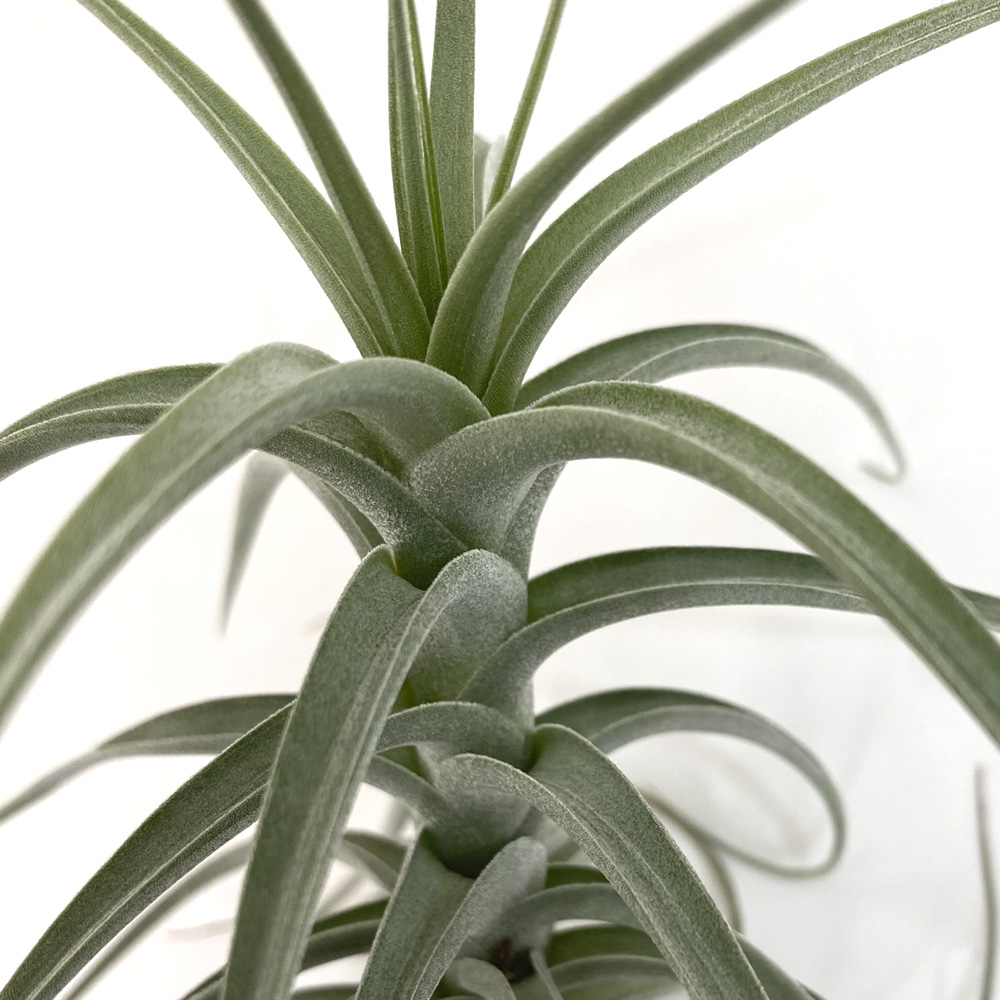 Tillandsia Bergerii XL