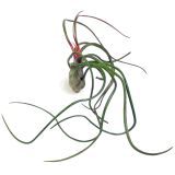 Tillandsia Bilbosa