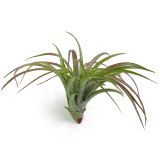 Tillandsia Brachycaulis Abdita