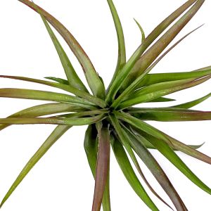 Tillandsia Brachycaulis Abdita