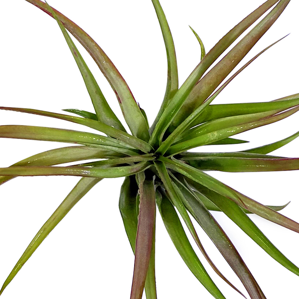 Tillandsia Brachycaulis Abdita