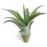Tillandsia Brachycaulis Multiflora