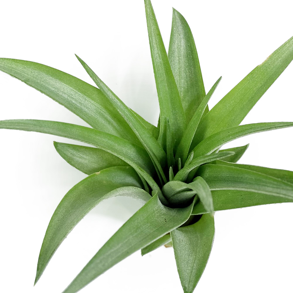 Tillandsia Brachycaulis Multiflora