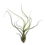 Tillandsia Butzii