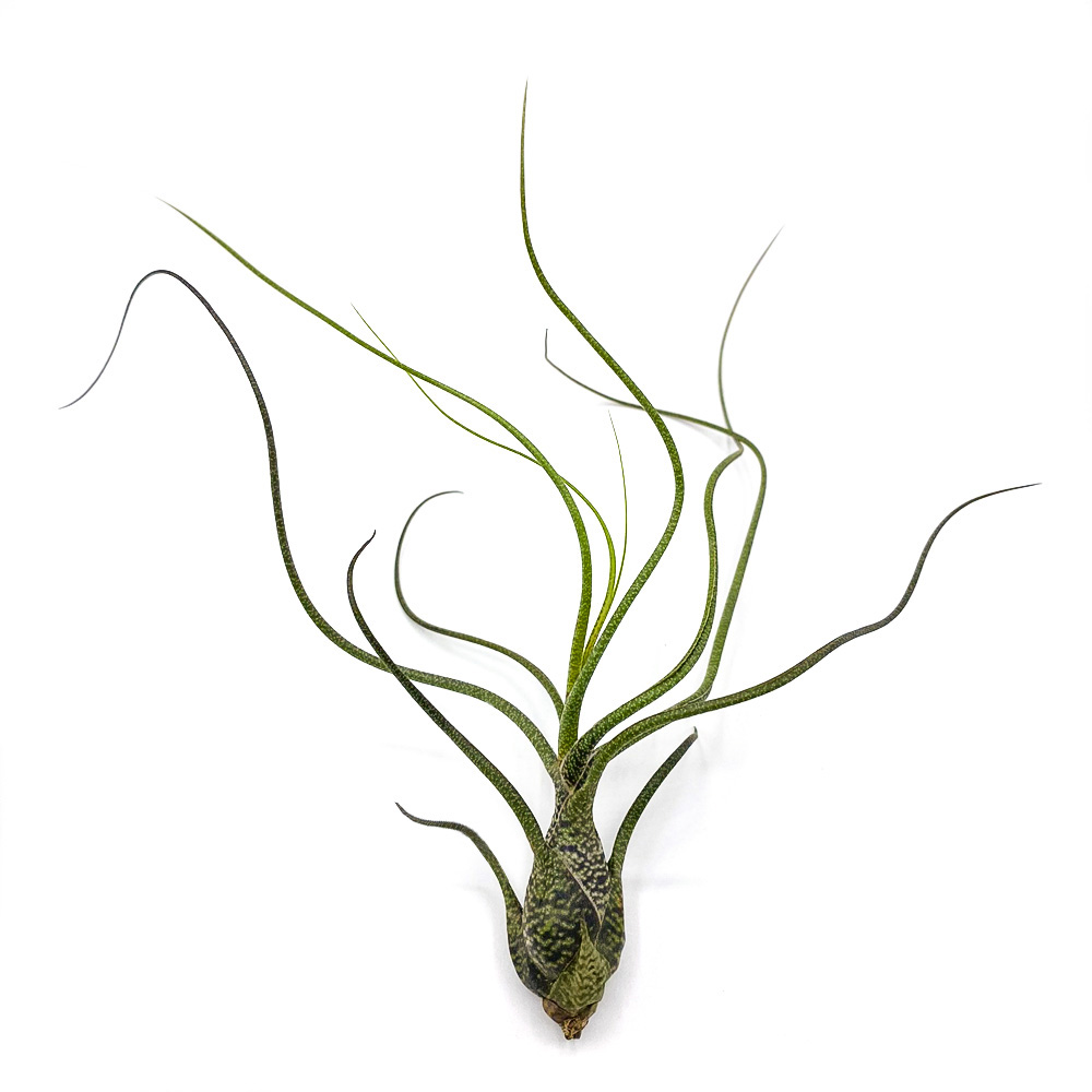 Tillandsia Butzii