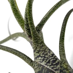 Tillandsia Butzii