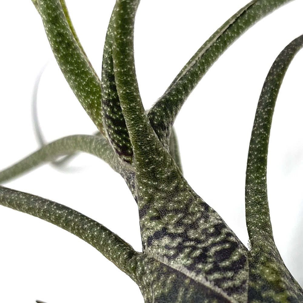 Tillandsia butzii 2