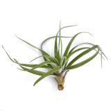 Tillandsia Capitata Peach Large