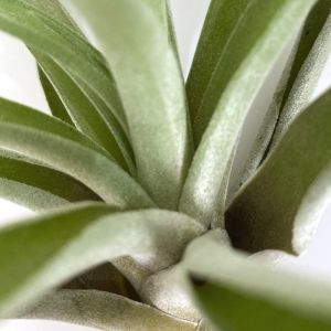 Tillandsia Capitata Peach Large