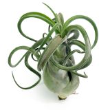 Tillandsia Caput Medusae