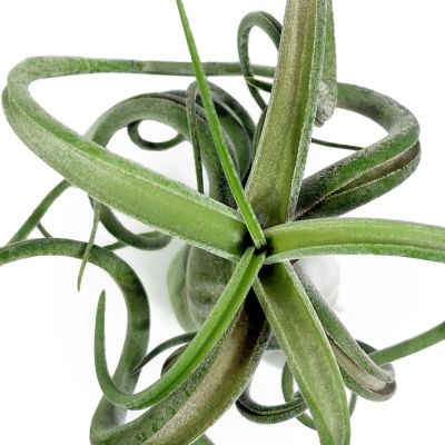 Tillandsia Caput Medusae