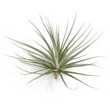 Tillandsia Espinosa Giant