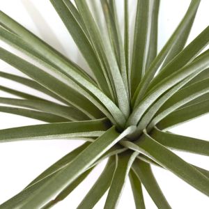 Tillandsia Espinosa Giant