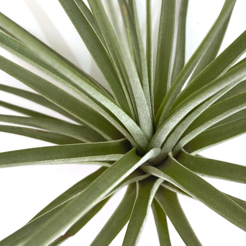 Tillandsia Espinosa Giant