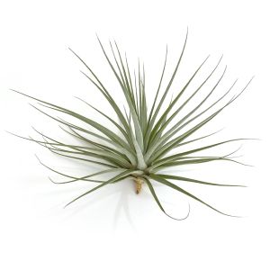 Tillandsia Espinosa Giant