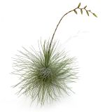 Tillandsia Fuchsii Gracilis
