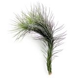 Tillandsia Funkiana
