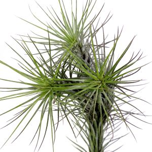 Tillandsia Funkiana