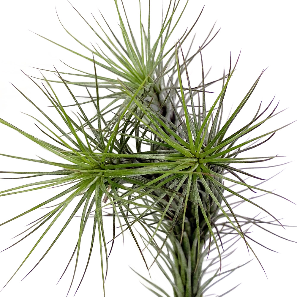 Tillandsia Funkiana