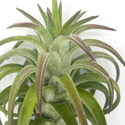 Tillandsia Ionantha van Hinningii