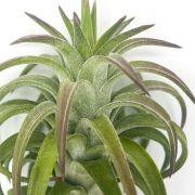 Tillandsia Ionantha van Hinningii 1