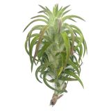 Tillandsia Ionantha van Hinningii