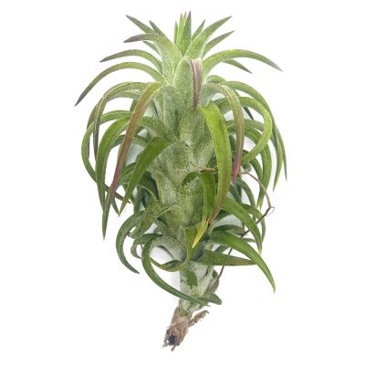 Tillandsia Ionantha van Hinningii