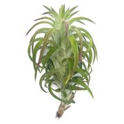 Tillandsia Ionantha van Hinningii