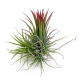 Tillandsia Ionantha Fuego