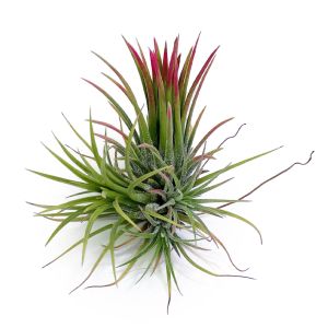 Tillandsia Ionantha Fuego