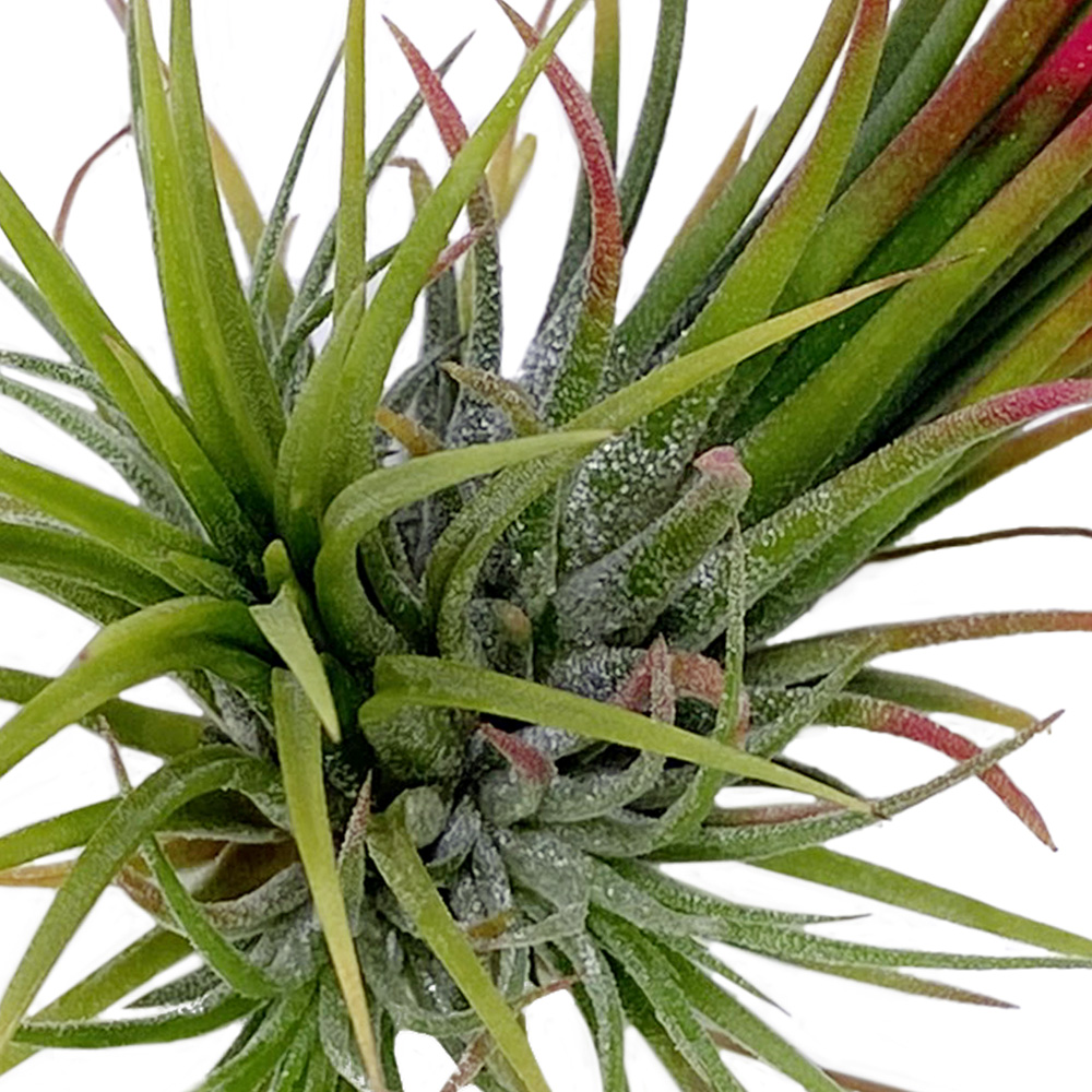 Tillandsia Ionantha Fuego