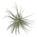Tillandsia Oaxaca