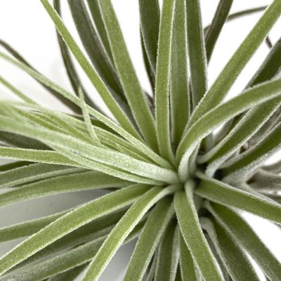 Tillandsia Oaxaca