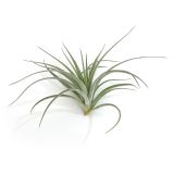 Tillandsia Pohliana