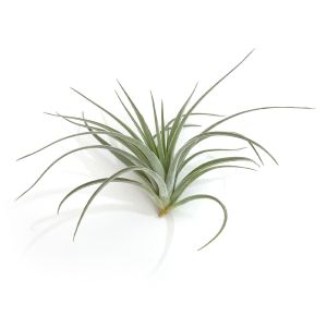 Tillandsia Pohliana
