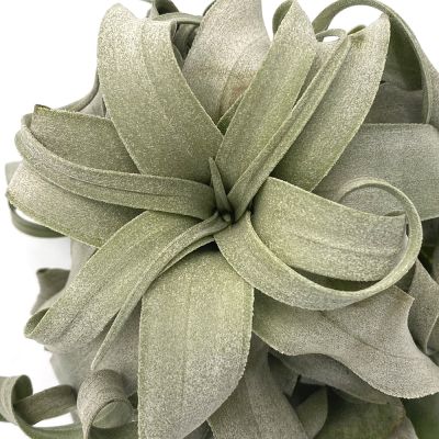 Tillandsia Streptophylla