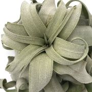 Tillandsia Streptophylla 1