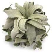 Tillandsia Streptophylla