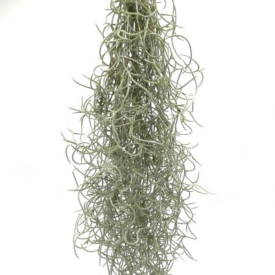 Tillandsia Usneoides