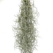 Tillandsia usneoides 1