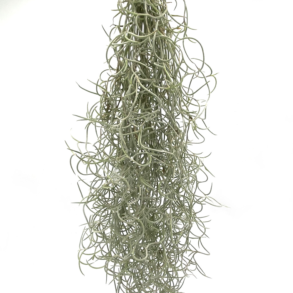 Tillandsia usneoides 1