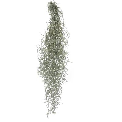 Tillandsia Usneoides