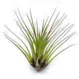Tillandsia melanocrater tricolor