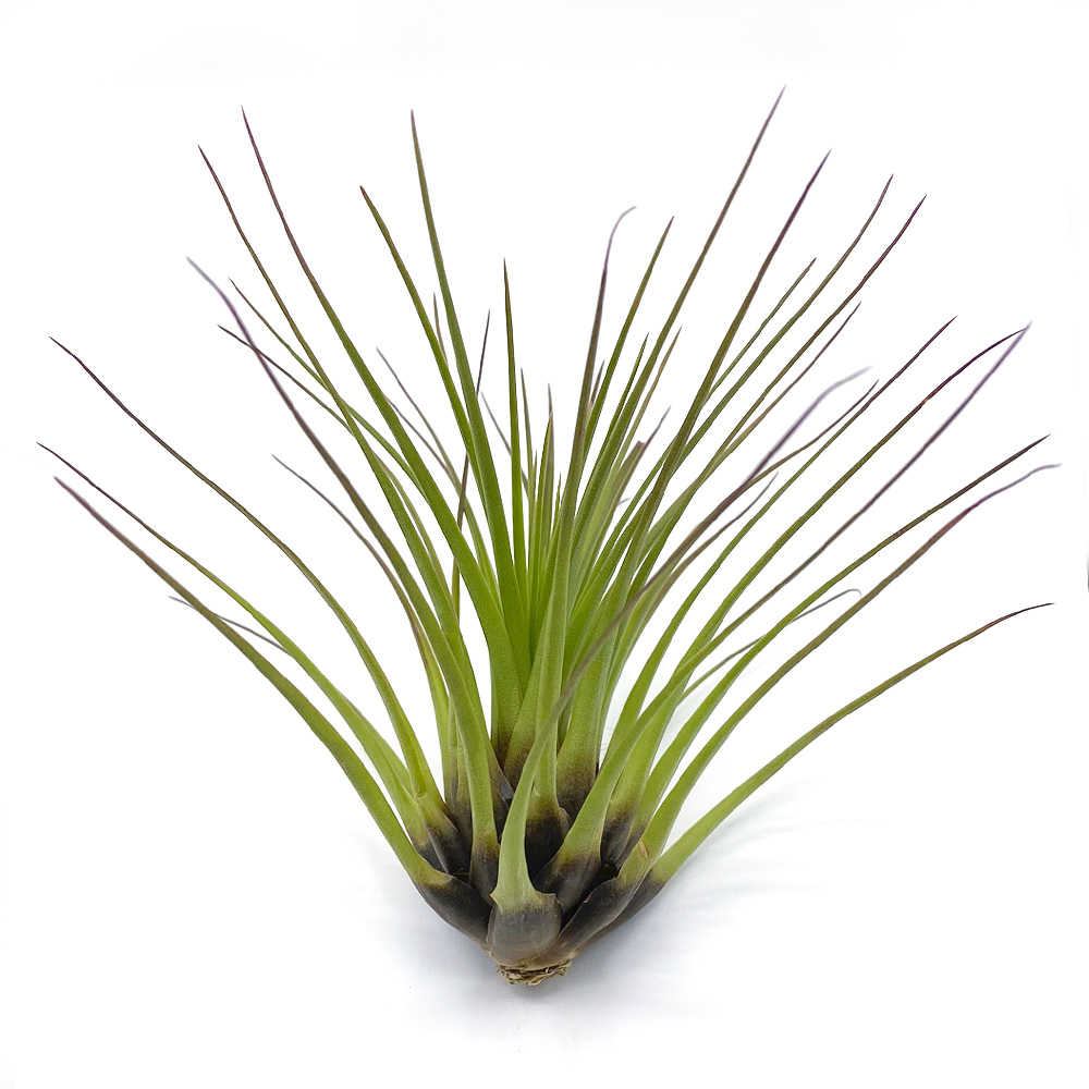 Tillandsia melanocrater tricolor