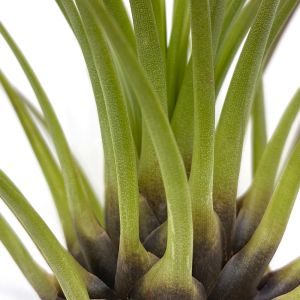 Tillandsia melanocrater tricolor