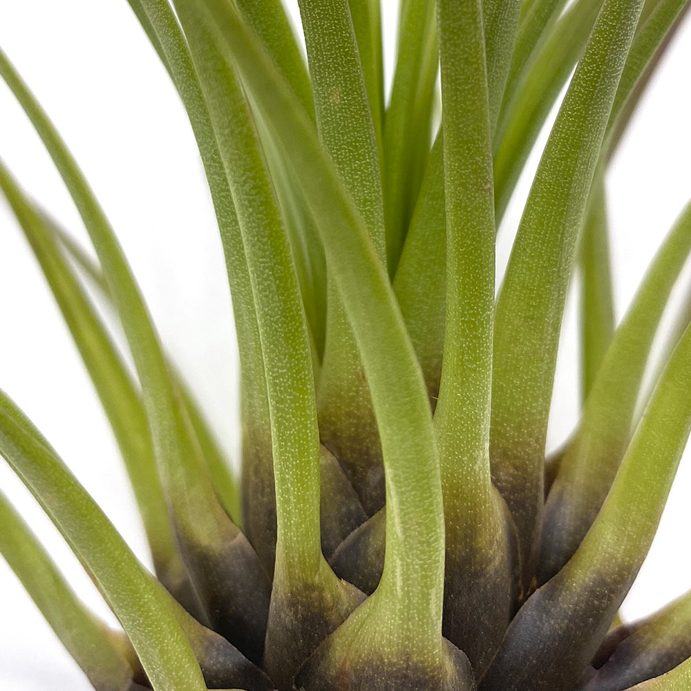 Tillandsia melanocrater tricolor 1